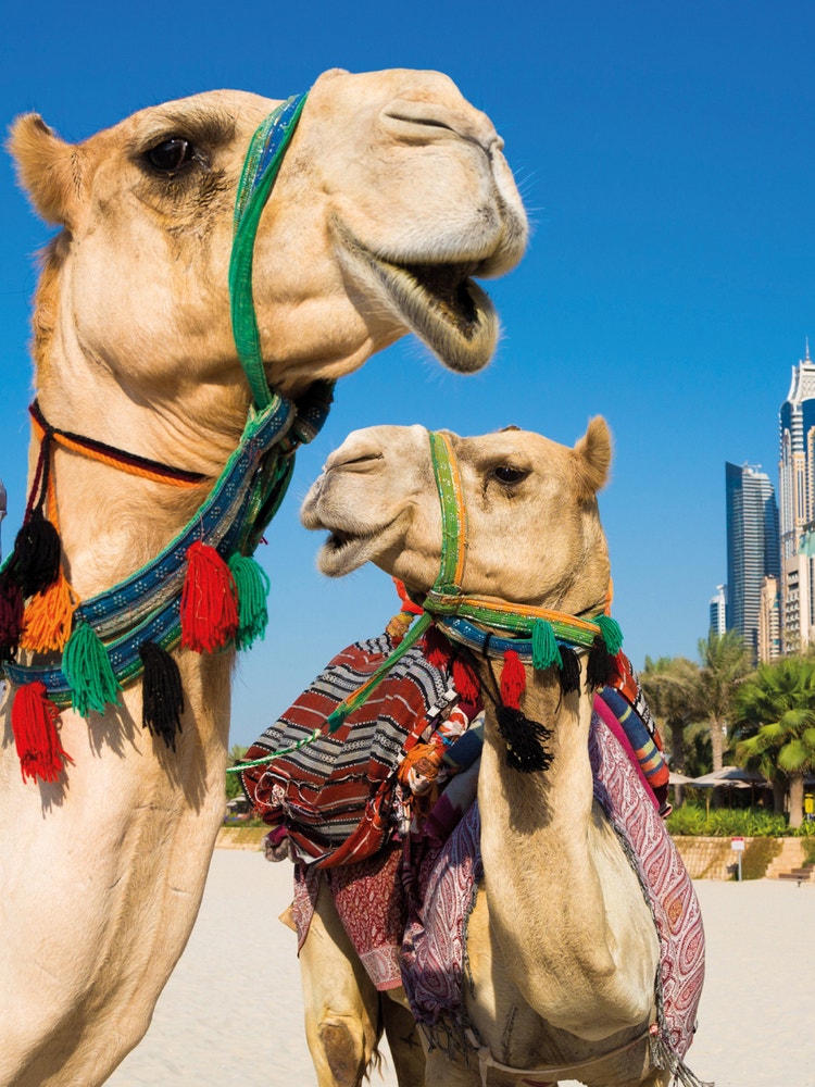 Two camels on a beach in Dubai