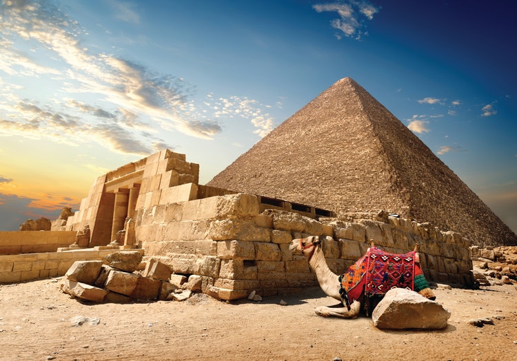 Photograph of a camel with a pyramid in Egypt in the background