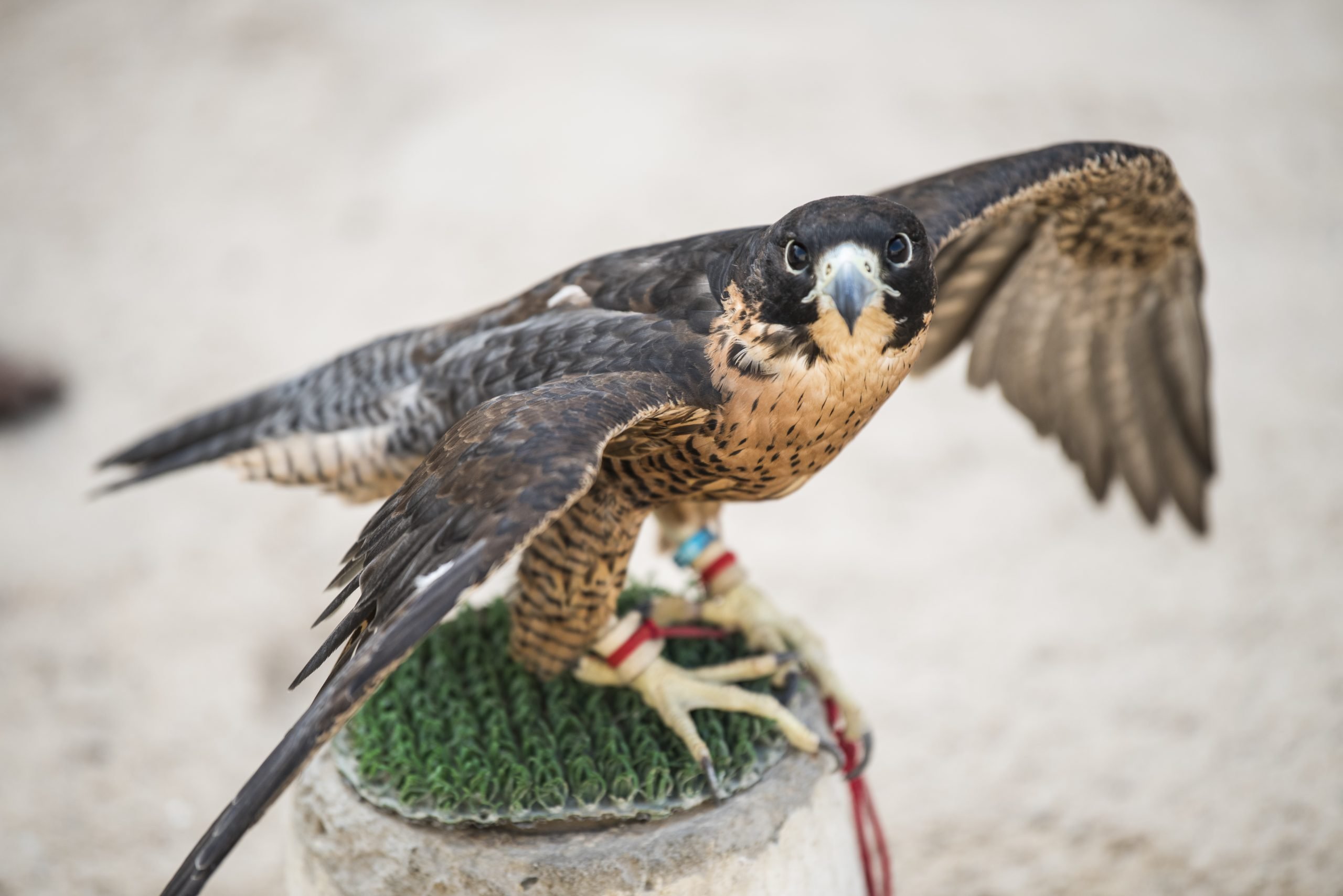 Arabian Falcon close up shot.