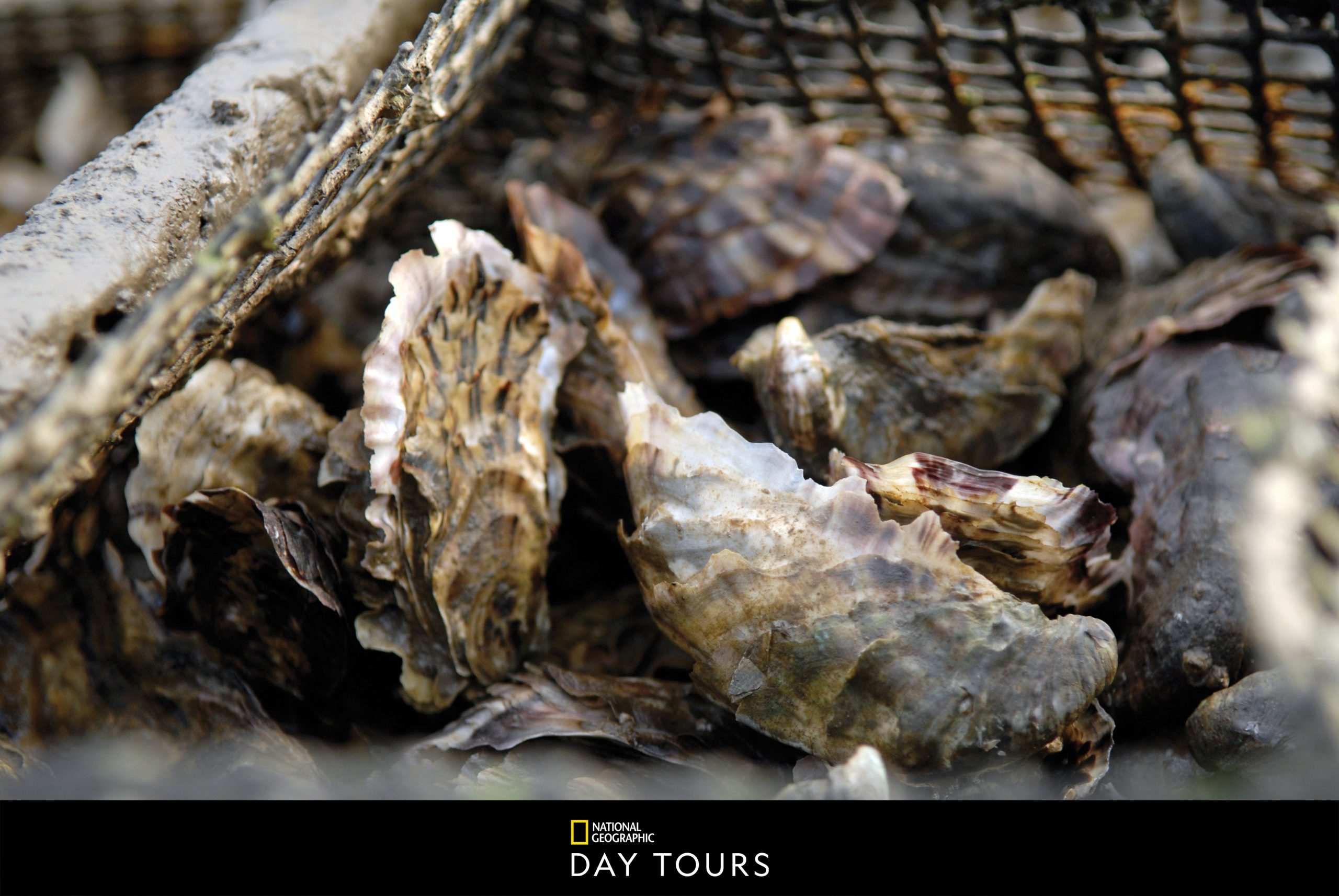 Dubrovnik Benefits & Flavours of Oyster Farm Image of Oysters in basket