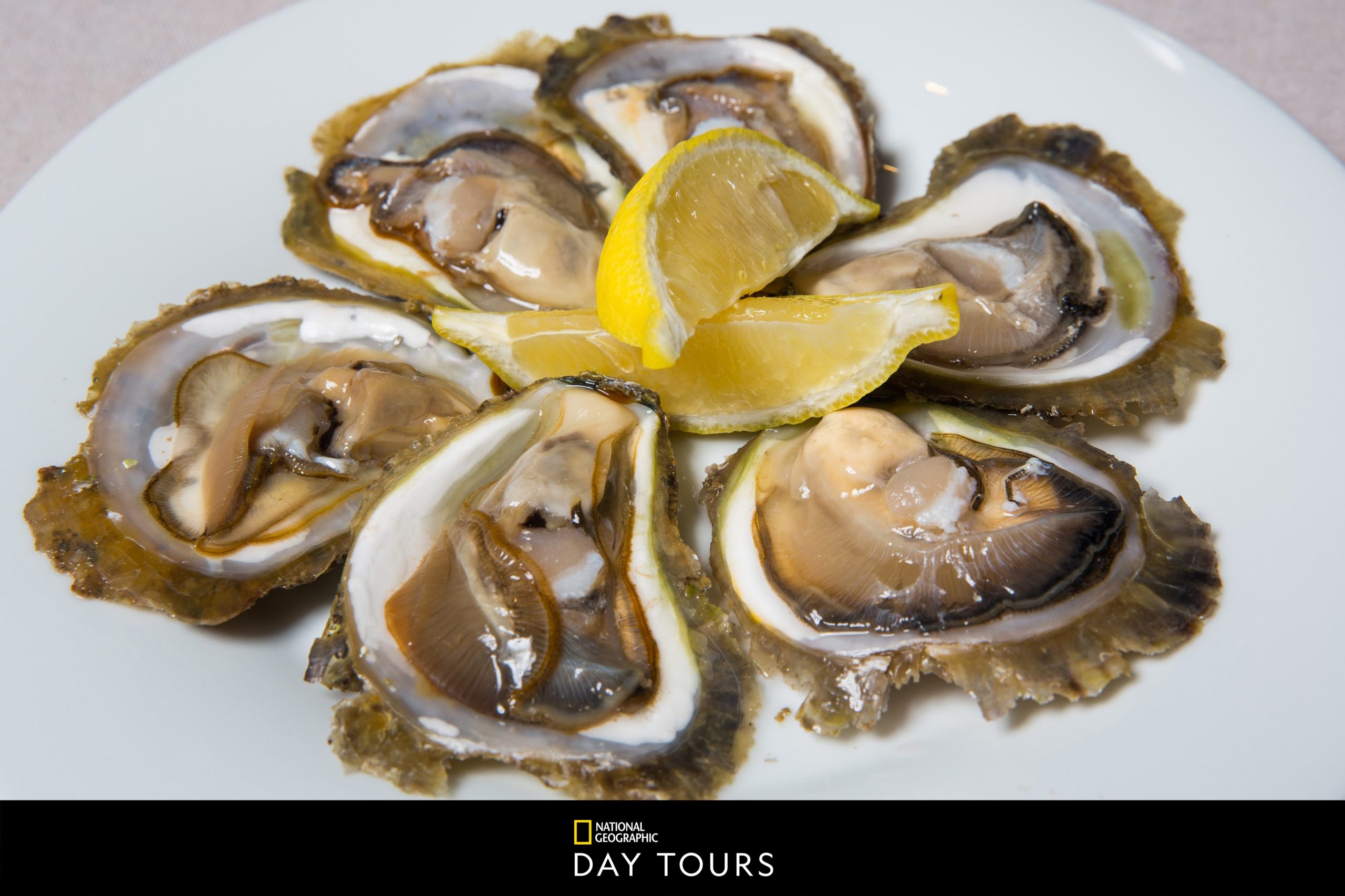 Dubrovnik Benefits & Flavours of Oyster Farm Image of Oysters on Plate 01