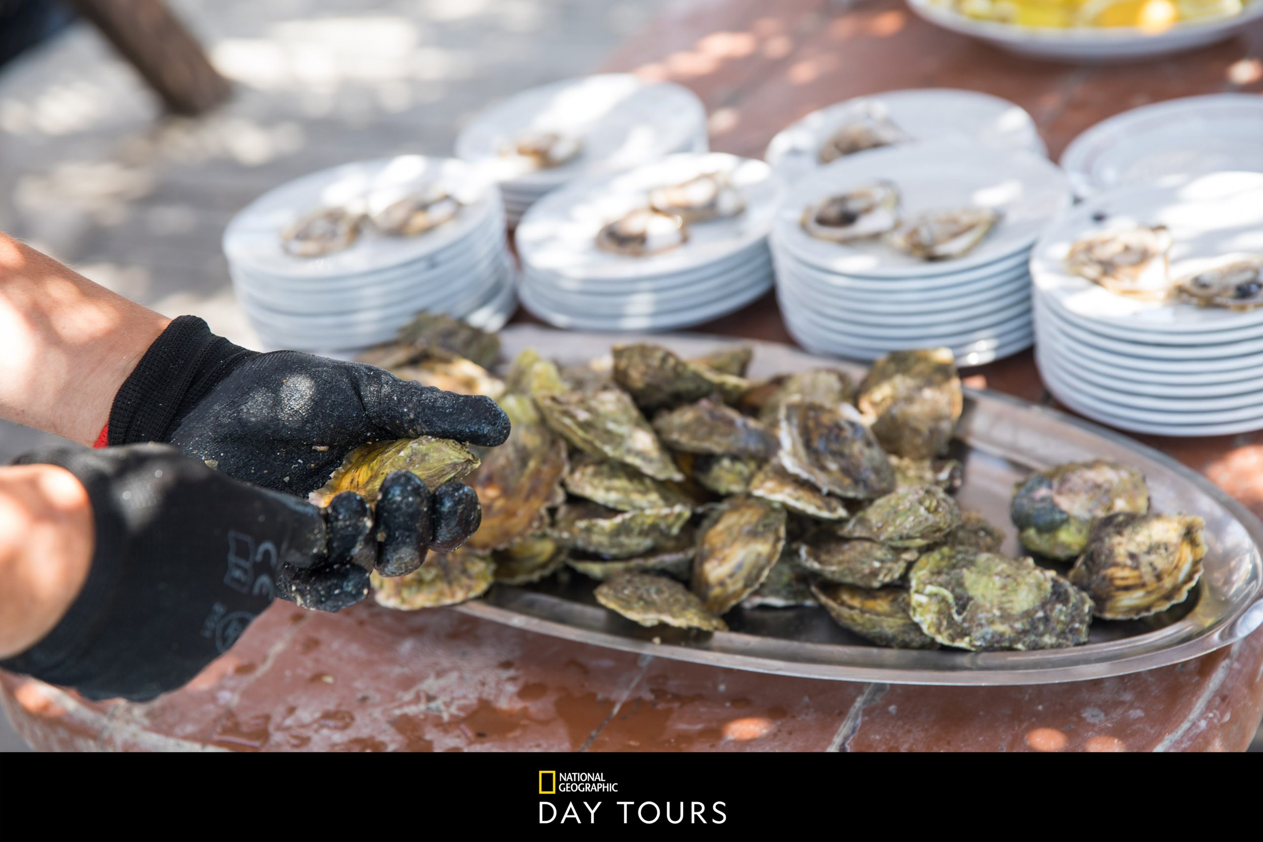 Dubrovnik Benefits & Flavours of Oyster Farm Image of Oysters on Plate 08