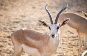 Sir Bani Yas Island, UAE