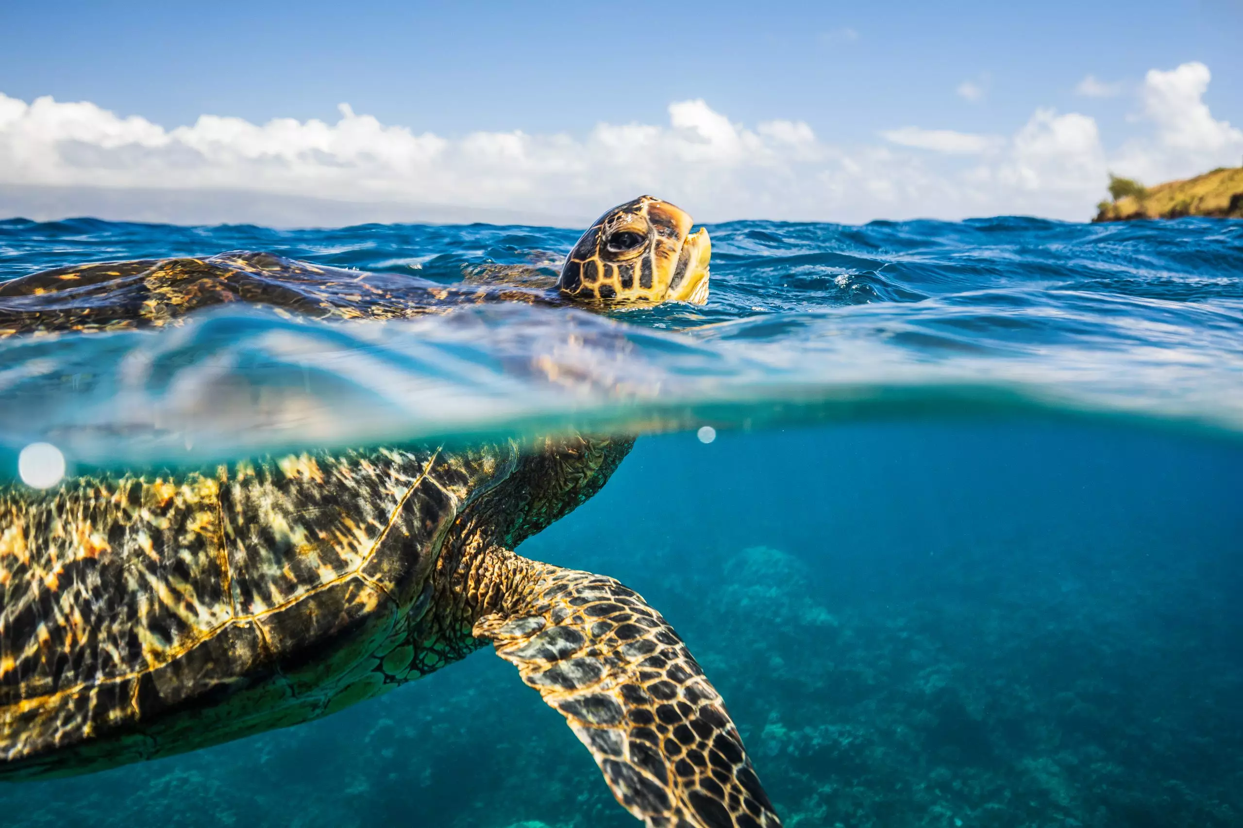 Green sea turtle taking a breath on the surface of the ocean